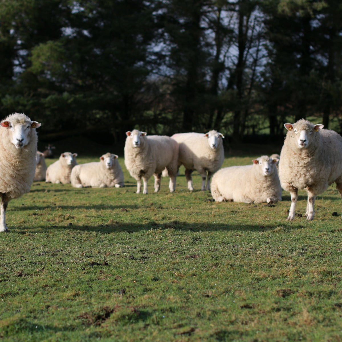 galway sheep in field